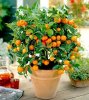 Dwarf-Orange-Tree1.jpg